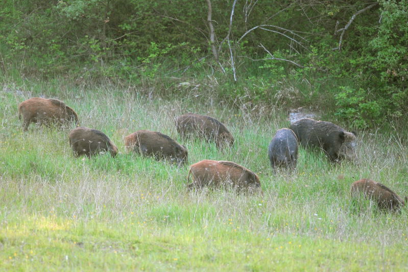 IL CINGHIALE